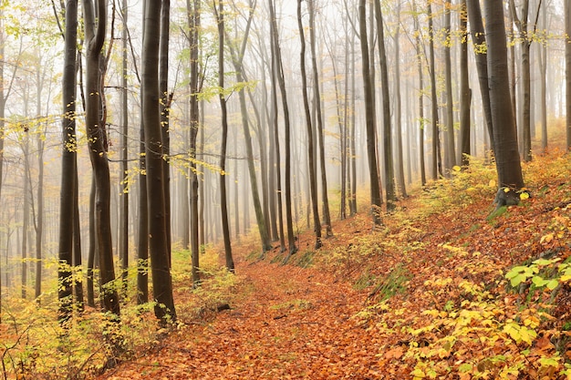 Un sentier parmi les hêtres à travers une forêt d'automne dans un temps de pluie brumeux