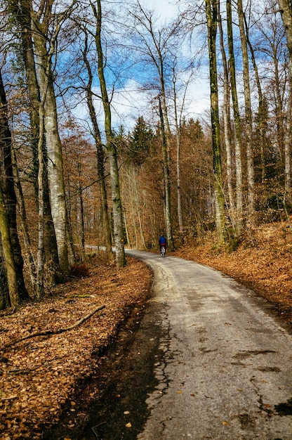 Un sentier passant à travers les arbres