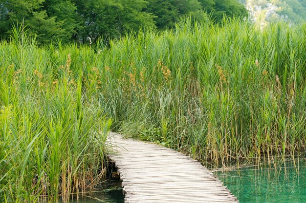 Sentier pédestre en bois à travers le scirpe poussant sur le lac