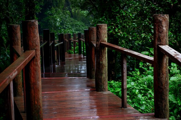 Sentier pédestre dans la forêt de montagne à feuilles persistantes Chiangmai Thaïlande