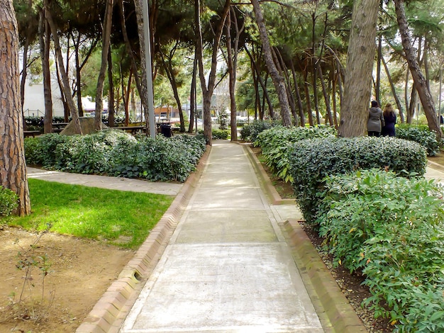 Sentier pédestre dans un parc verdoyant avec buissons et arbres centenaires dans un paysage naturel