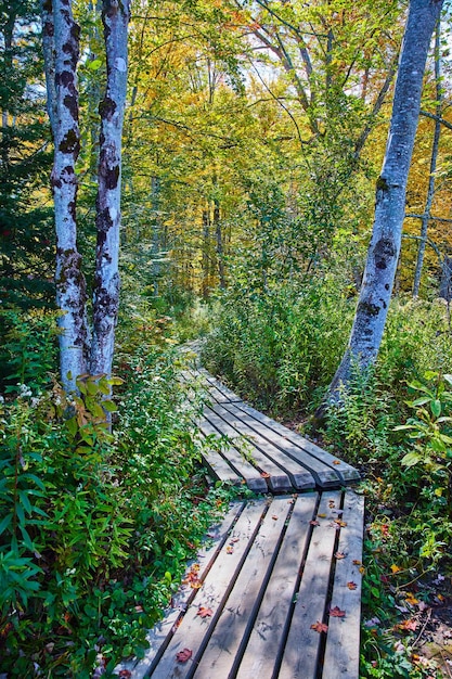 Sentier de promenade étroit du parc à travers les bois avec des troncs d'arbres