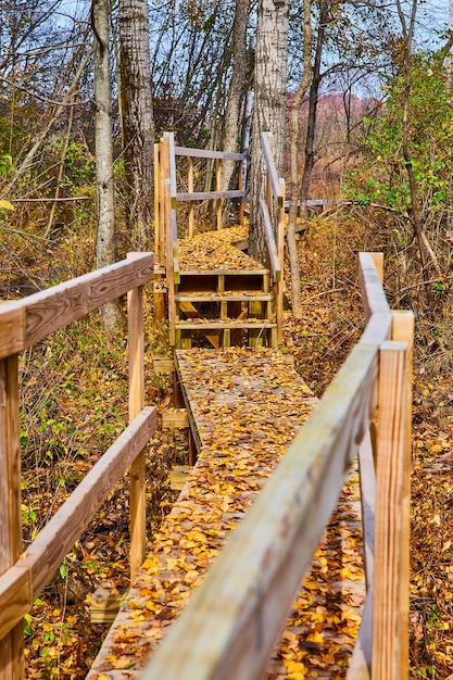 Sentier de la promenade forestière à travers les bois du Michigan couverts de feuilles d'automne