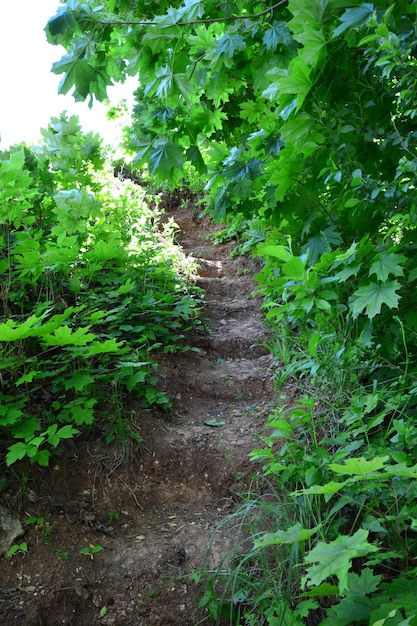 sentier qui monte la colline à travers la forêt