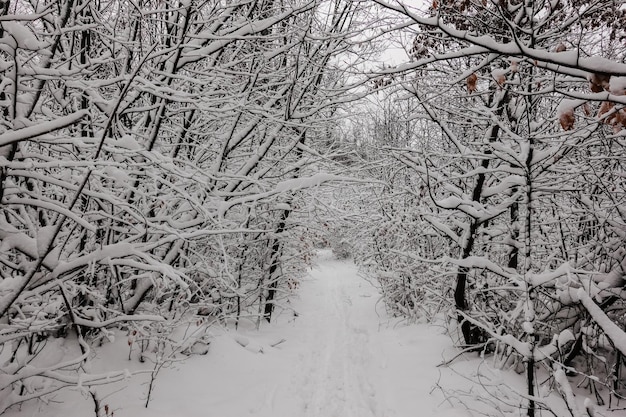 Sentier de randonnée avec beaucoup de neige aux branches d'arbres et d'arbustes