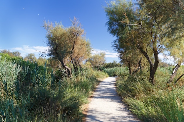 Sentier de randonnée à la campagne été sud de la France