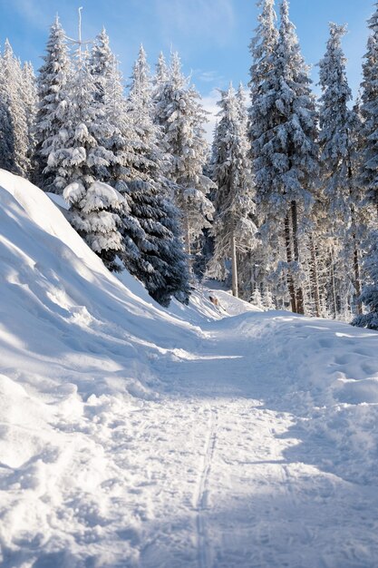 Un sentier de randonnée dans les Carpates en hiver Roumanie