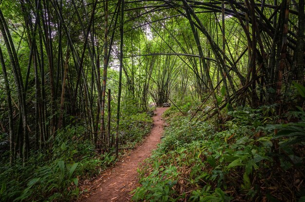 Sentier de randonnée dans la forêt de bambous du parc national de Phu Soi Dao en Thaïlande.