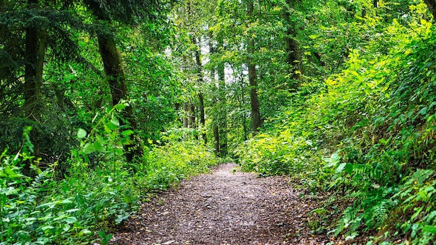 Sentier de randonnée dans une forêt de feuillus en Sarre sous le soleil Photo paysage