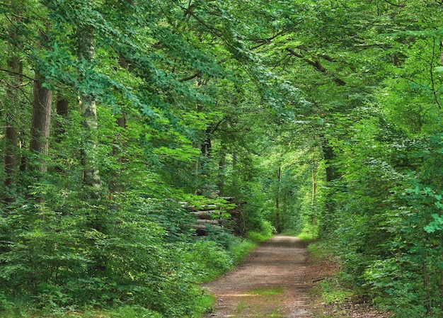 Sentier de randonnée dans une forêt de hêtres dans une campagne reculée de Norvège Arbres verts luxuriants poussant dans des bois isolés et paysage paisible au printemps Découvrir mère nature et profiter de promenades panoramiques