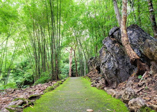 Sentier de randonnée dans la forêt tropicale humide