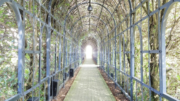 Sentier de randonnée dans la forêt