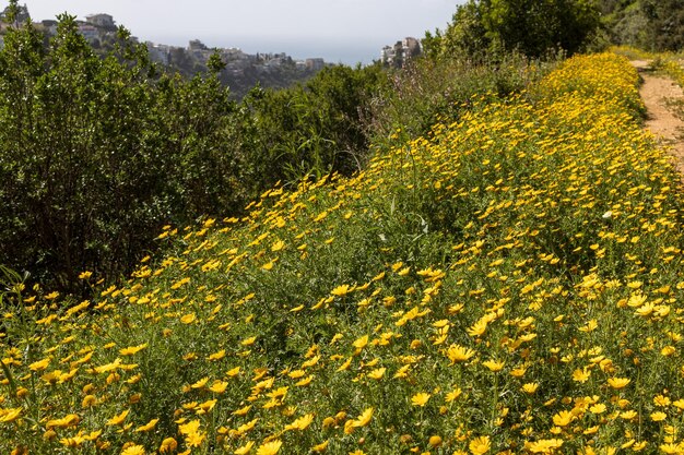 Un sentier de randonnée dans la gorge de Wadi Nisnas à Haïfa passant par une prairie de fleurs jaunes sauvages Glebionis segetum