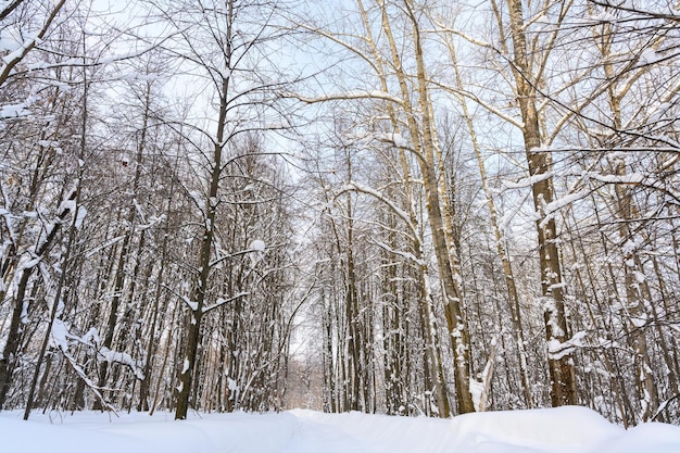 Sentier de randonnée dans un magnifique paysage d'hiver enneigé