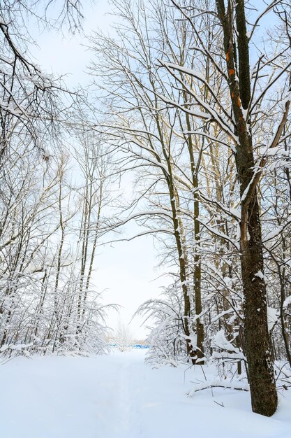 Sentier de randonnée dans un magnifique paysage d'hiver enneigé