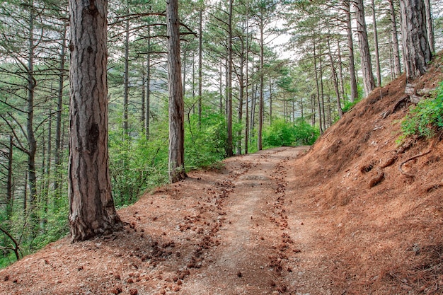 Sentier de randonnée dans les montagnes parmi les forêts de conifères et les pins sur les cônes de pente