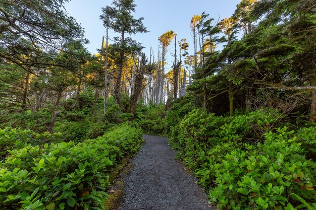 Sentier de randonnée entouré d'arbres et de buissons verdoyants le matin