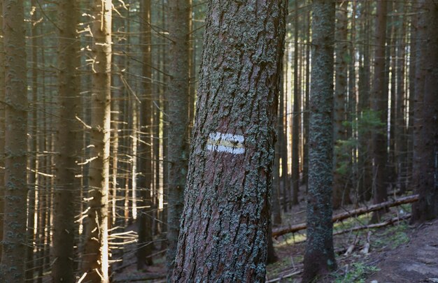 Photo sentier de randonnée fond chemin forestier jaune et blanc sur panneau de guide de tronc d'arbre brun fait avec