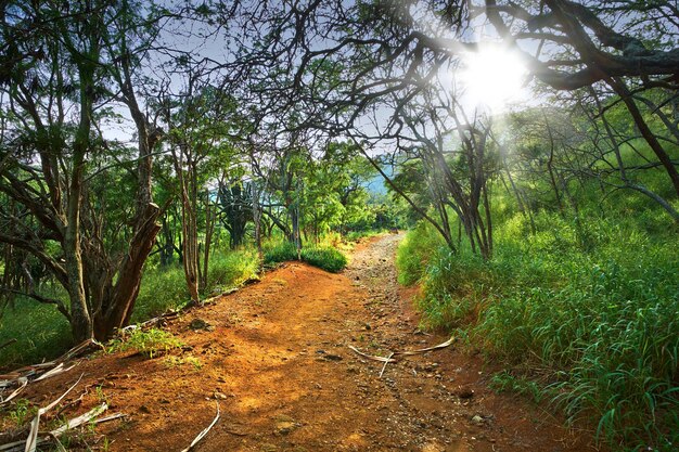 Sentier de randonnée de Koko Head point de vue sur la montagne au coucher du soleil Beaux grands arbres vibrants le long d'un chemin dans une forêt Ambiance paisible et apaisante de la nature avec des vues apaisantes dans une jungle calme et pittoresque