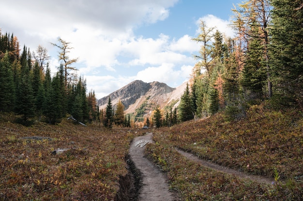 Sentier de randonnée avec les montagnes Rocheuses dans la forêt d'automne au parc provincial, Canada