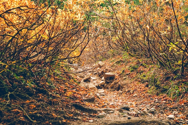 Sentier de randonnée nature coloré d'arbres et de forêts sans personne.