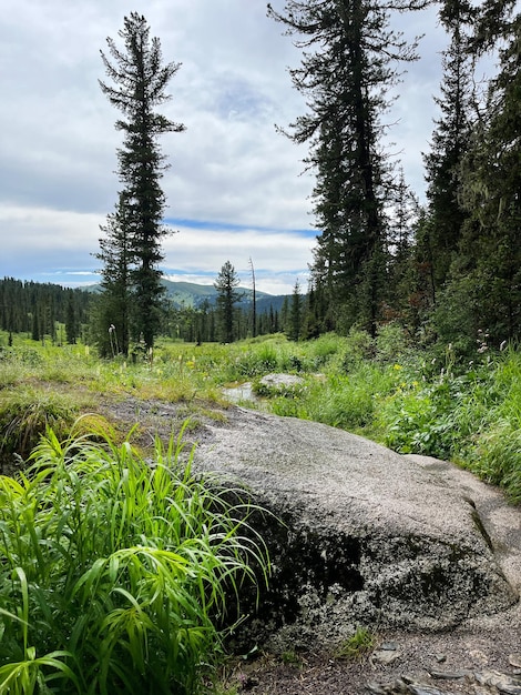 Sentier de randonnée pédestre dans une forêt de pins verts sauvages. Traverser la forêt en montagne