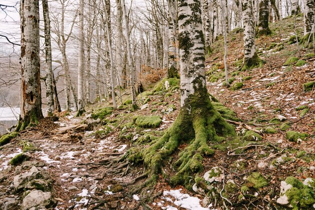 Sentier de randonnée sur une pente couverte de bouleaux mousse dans le parc biogradska gora monténégro