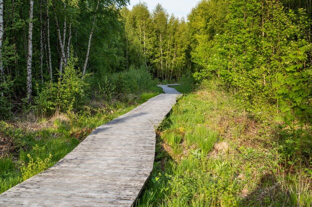 Sentier de randonnée sur des promenades en bois à travers le Todtenbruch Moor dans la région de Raffelsbrand dans la région de l'Eifel.