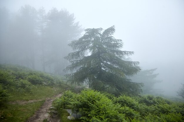 Photo sentier de randonnée de la rhune en forêt brumeuse par temps pluvieux