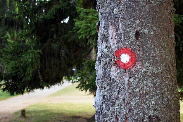 Sentier de randonnée rouge et blanc circulaire sur l&#39;écorce des arbres. La piste numéro un écrite en dessous.Shallow dept of field effect.