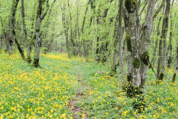 Sentier de randonnée avec sol forestier vert sur les côtés recouvert de fleurs jaunes.