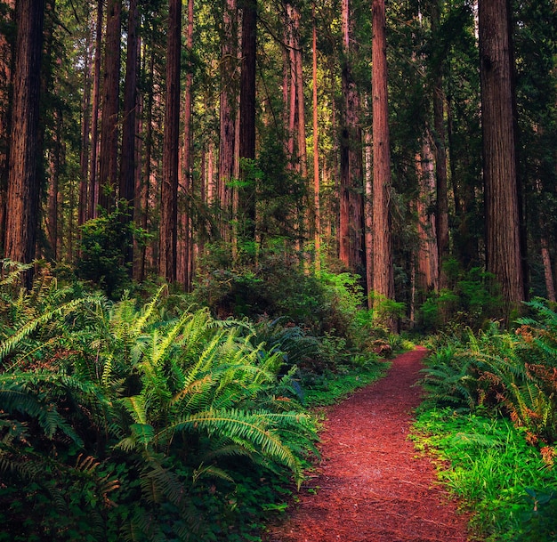 Sentier de randonnée à travers une forêt de séquoias dans le nord de la Californie