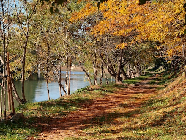 Photo un sentier de randonnée à travers un parc d'automne animé à montpellier