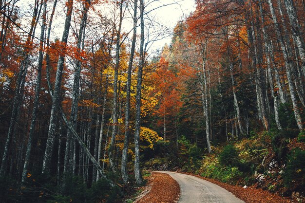 Photo sentier ou route qui monte dans la forêt d'automne colorée paysage de paysage naturel parc national du triglav