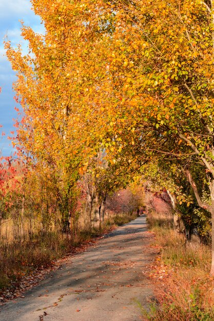 Le sentier de la rue de la ville parsemé de feuilles jaunes, oranges et rouges tombées. Paysage d'automne.