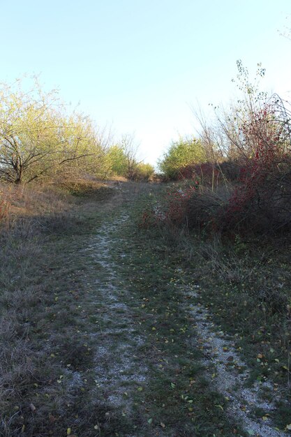 Photo un sentier de terre à travers un champ