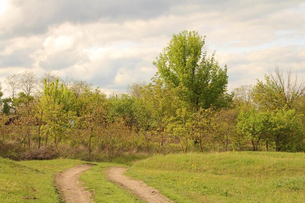 Un sentier de terre à travers un champ