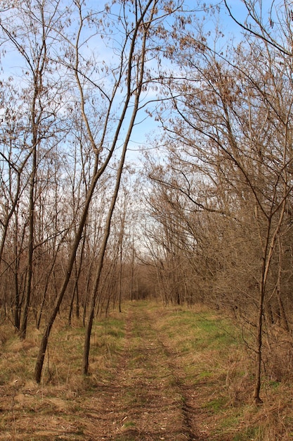 Un sentier de terre à travers une forêt