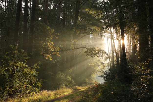 Sentier à travers une forêt d'automne par un matin ensoleillé brumeux