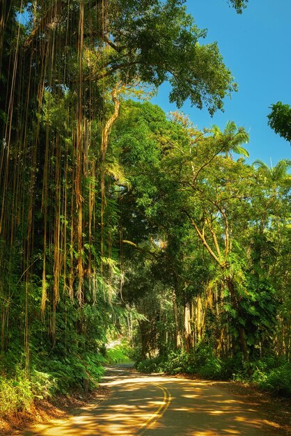 Un sentier à travers une jungle par une belle journée ensoleillée à Hawaii USA Sentier extérieur pour explorer une paisible forêt tropicale à couper le souffle Nature calme en harmonie croissance verte luxuriante d'une forêt non perturbée