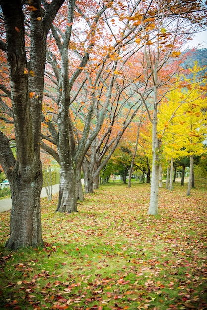 Sentier à travers le parc en automne