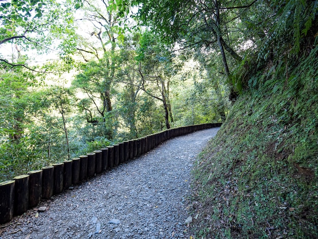 Sentier traversant la forêt verte.