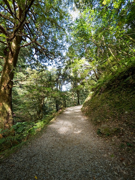 Sentier traversant la forêt verte.