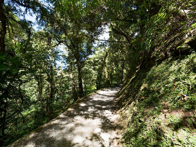 Sentier traversant la forêt verte.