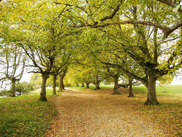 Un sentier vide au milieu des arbres dans le parc en automne