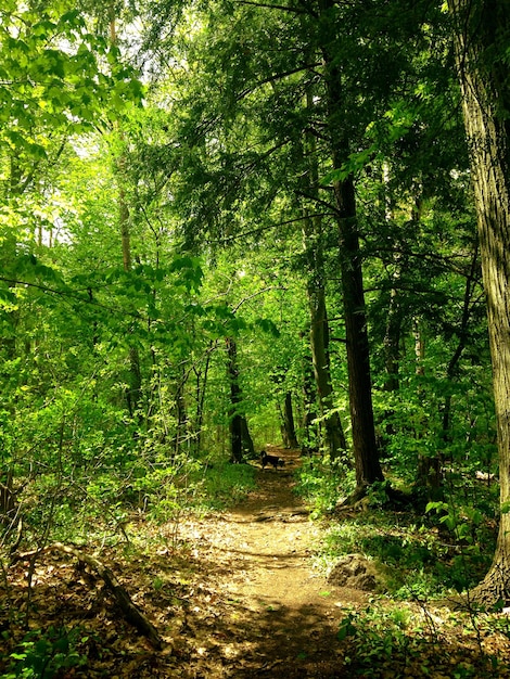Un sentier vide le long des arbres dans la forêt