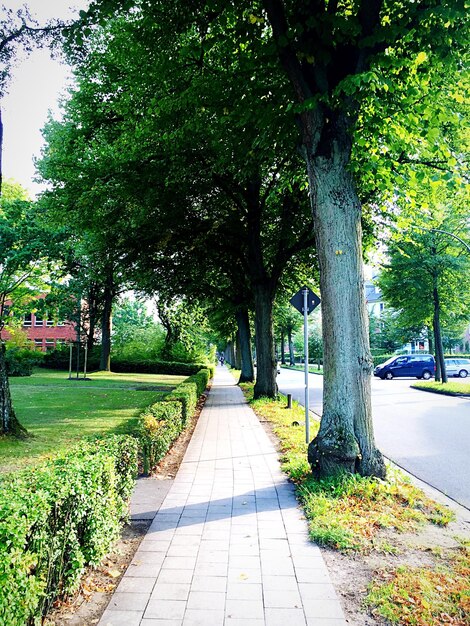 Photo un sentier vide le long des arbres