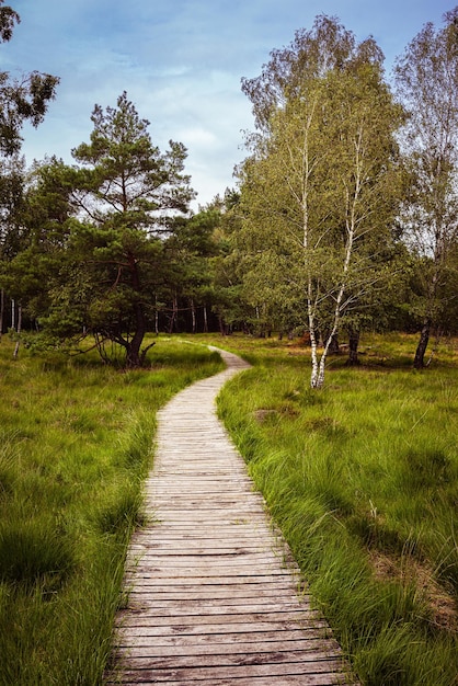 Photo un sentier vide le long des arbres