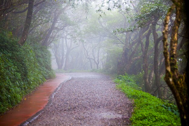 Photo sentiers forestiers dans les montagnes yangmingshan, à la périphérie de taipei