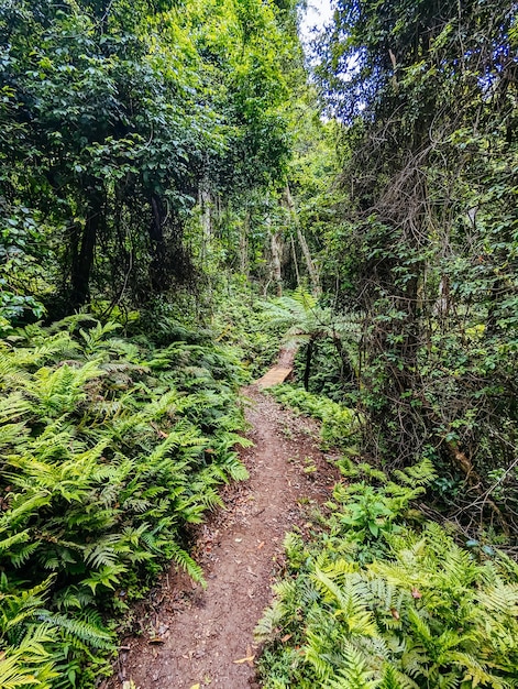 Les sentiers de vélo de montagne de Narooma en Nouvelle-Galles du Sud en Australie